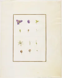 Dissection botanique : Tradescantia et Séné, c.1778-90